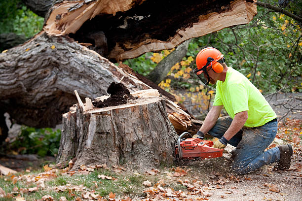 Best Commercial Tree Services  in Welch, WV