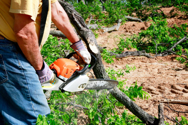 Best Commercial Tree Services  in Welch, WV